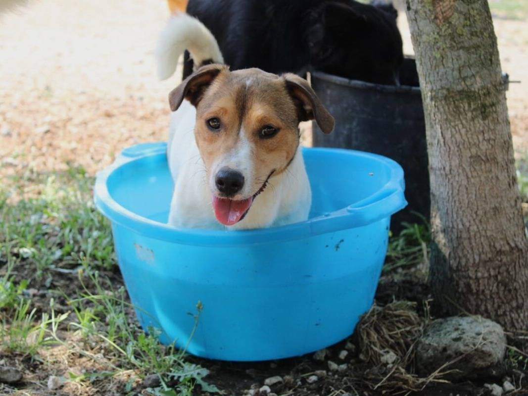Adotta un cane, taglia piccola, maschio, Roma