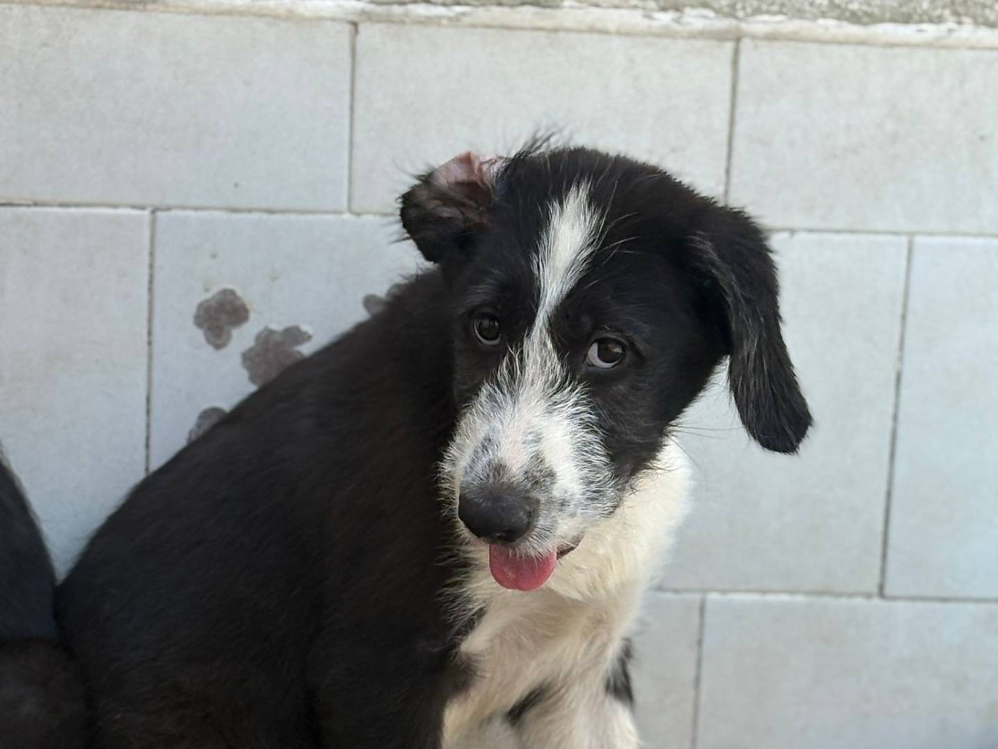 Adozione cane, femmina, Pastore maremmano Razza sconosciuta, 3 mesi, taglia grande, Caserta