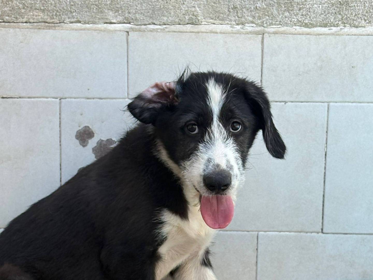 Adotta un cane, femmina, 3 mesi, Caserta