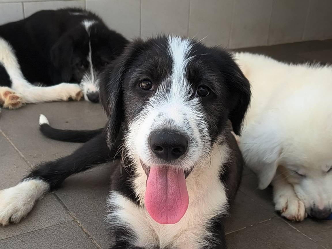 Adotta un cane, taglia grande, femmina, Caserta