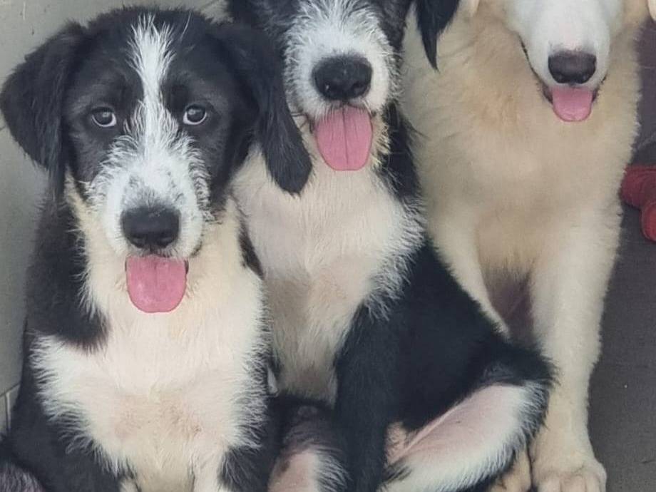 Vuoi adottare un cane a Caserta?