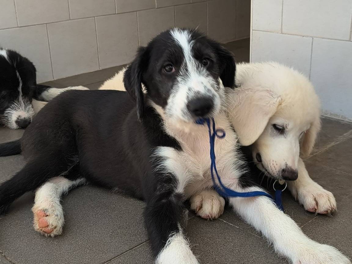 Adotta il cane GIULIA a Caserta