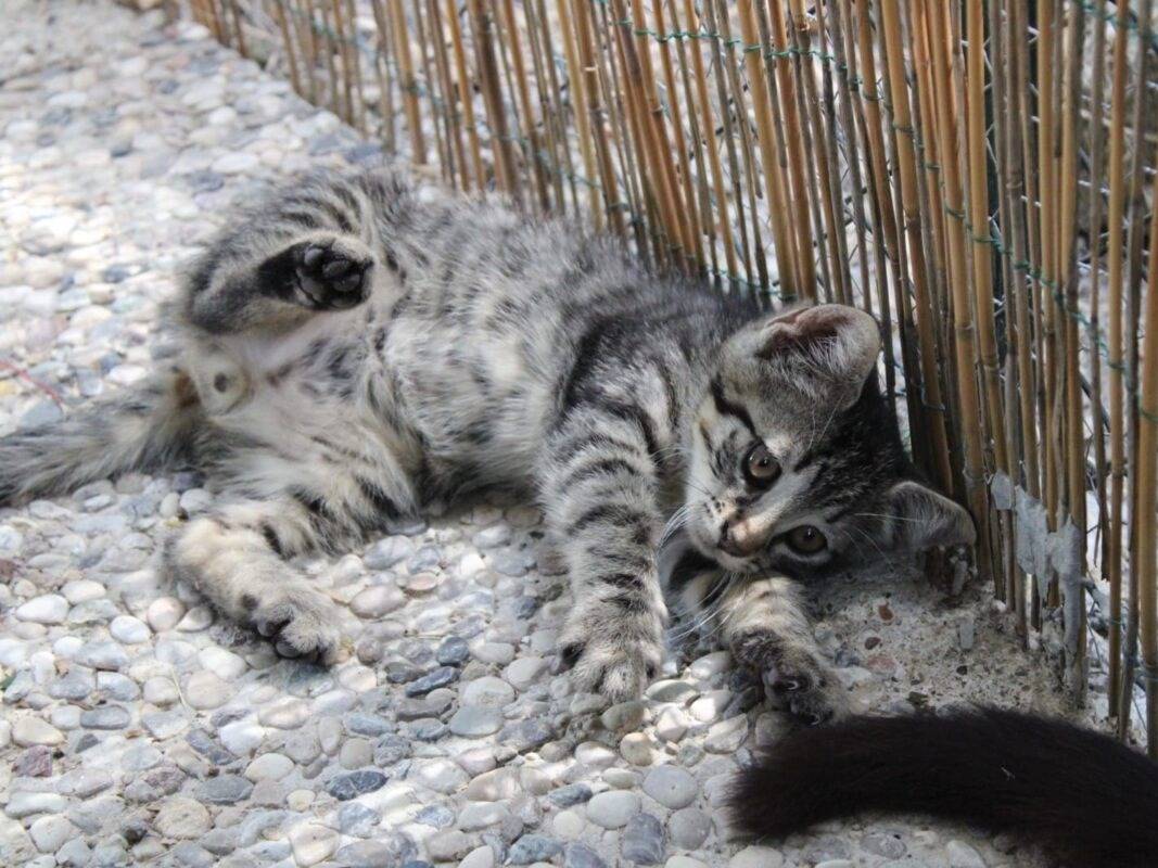 Foto 2 dell'animale