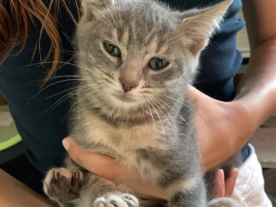 Adozione gatto, femmina, Razza sconosciuta Razza sconosciuta, 1 mesi, taglia non valida, Roma