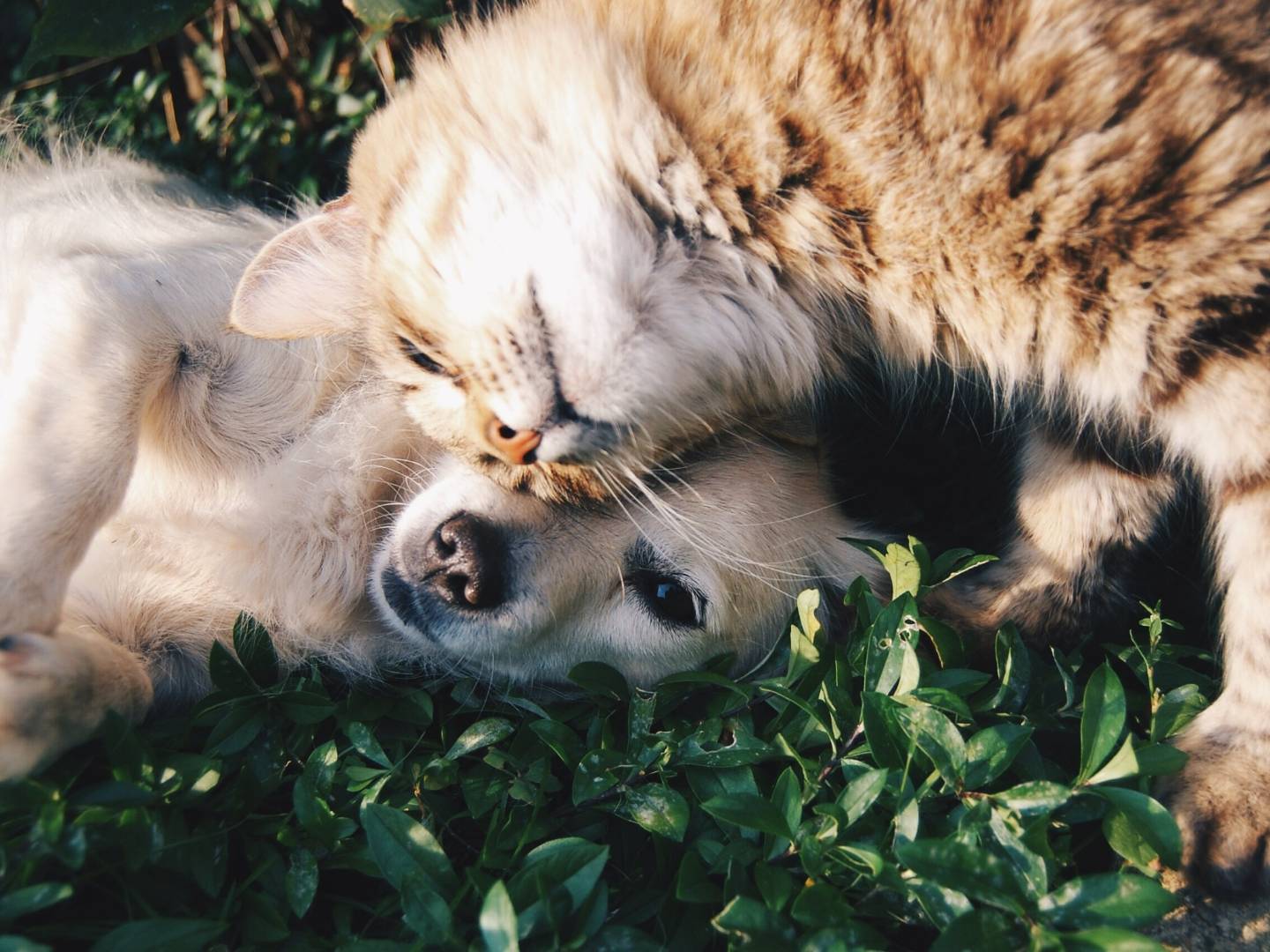Adozione cane, maschio, Razza sconosciuta Razza sconosciuta, 3 anni e 3 mesi, taglia media contenuta, Cremona
