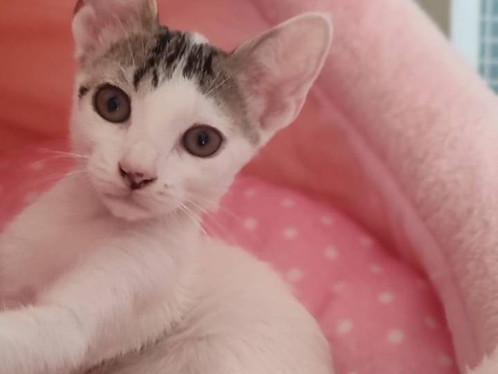 Adotta un gatto, taglia non valida, femmina, Trapani
