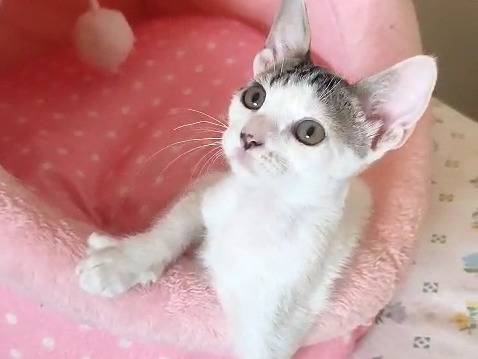 Vuoi adottare un gatto a Trapani?
