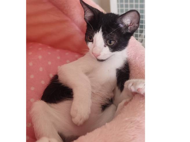 Vuoi adottare un gatto a Trapani?
