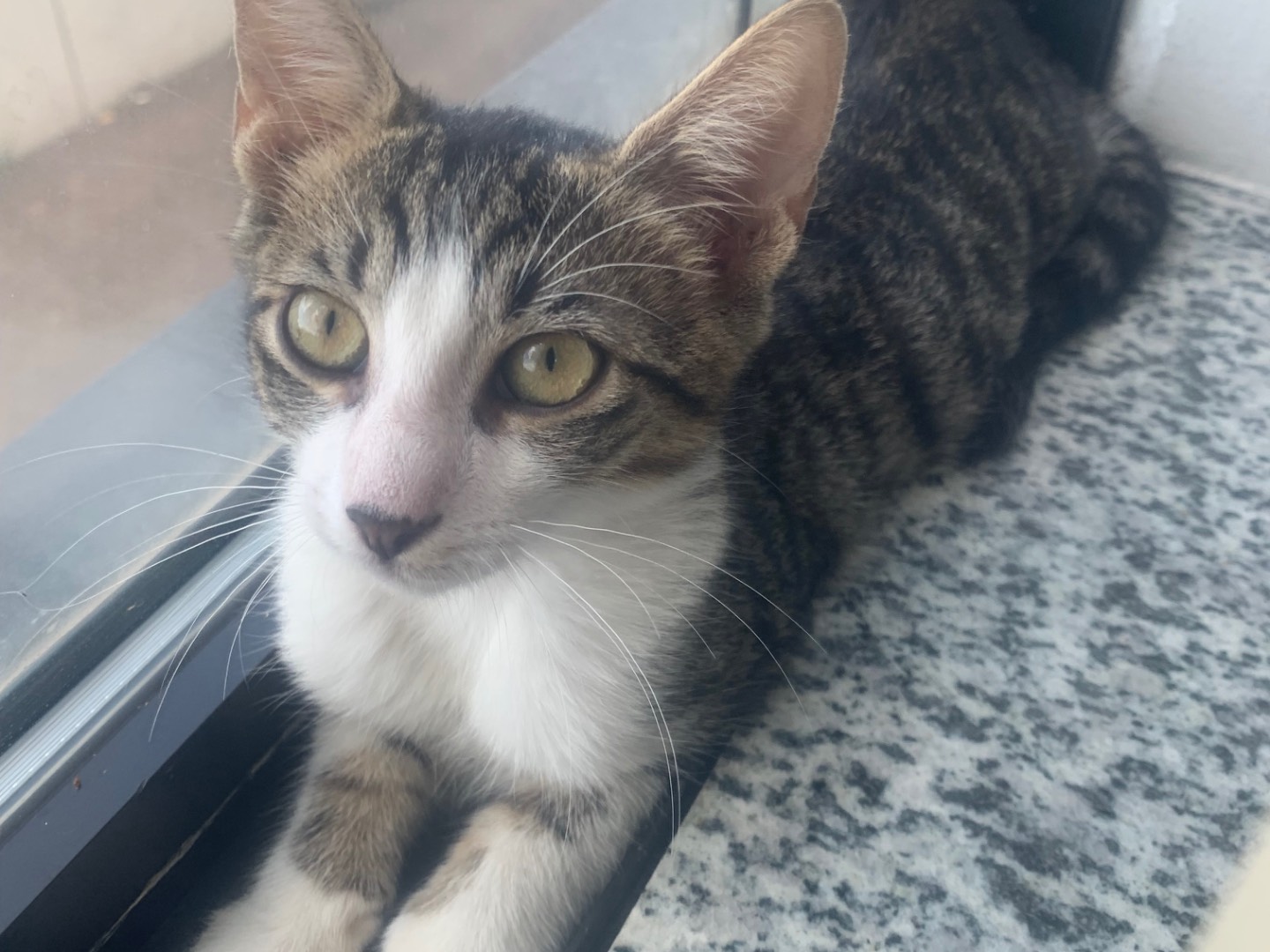 Adozione gatto, maschio, Razza sconosciuta Razza sconosciuta, 3 mesi, taglia non valida, Milano