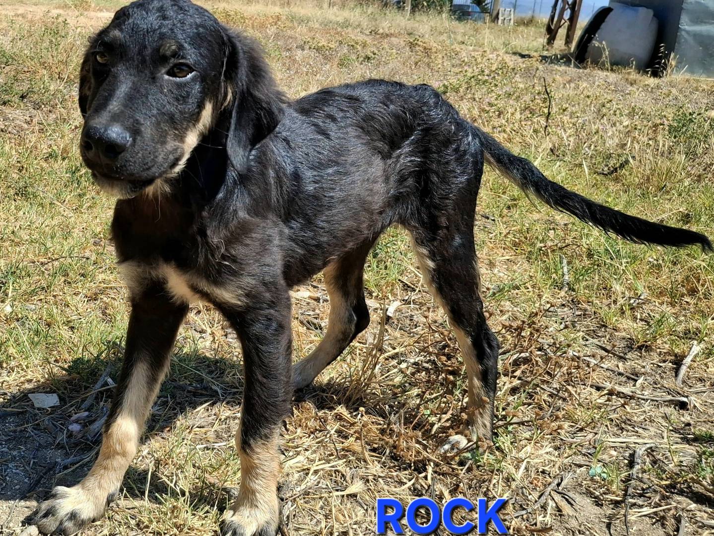 Adozione cane, maschio, Razza sconosciuta Razza sconosciuta, 3 mesi, taglia media, Palermo