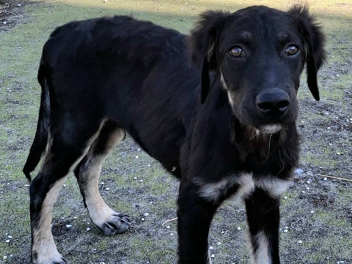 Vuoi adottare un cane a Palermo?