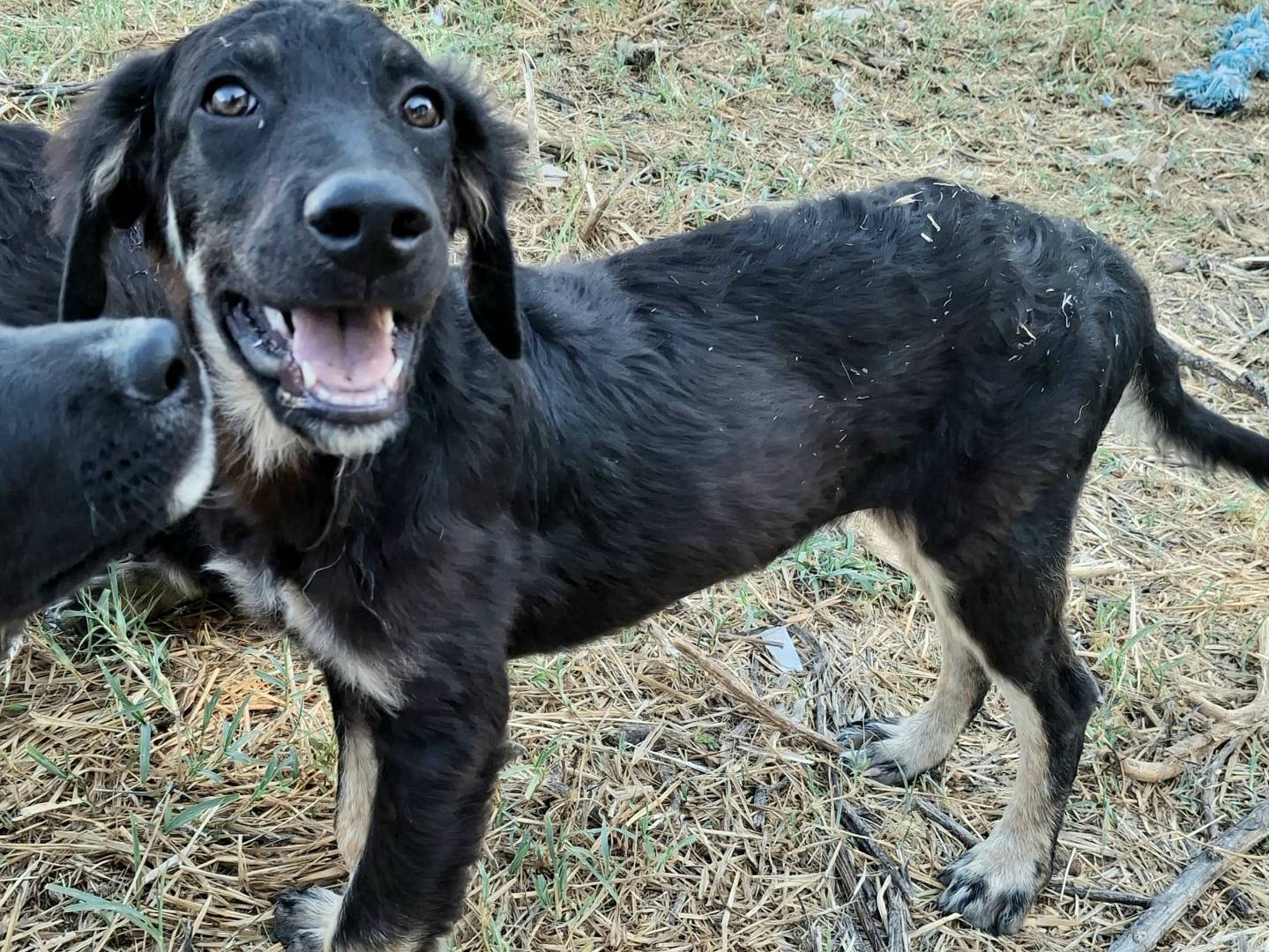 Adotta il cane Rock a Palermo