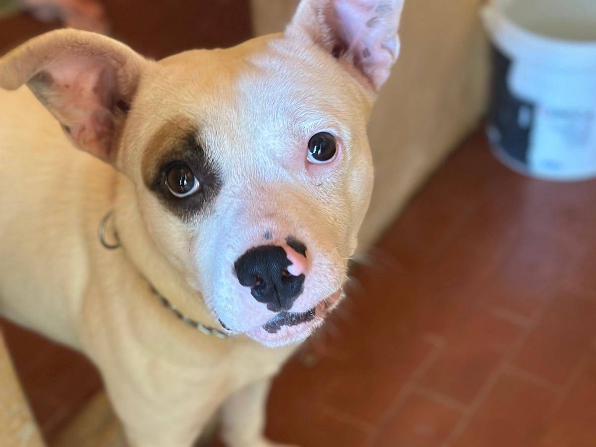 Adotta un cane, maschio, 9 mesi, Trapani