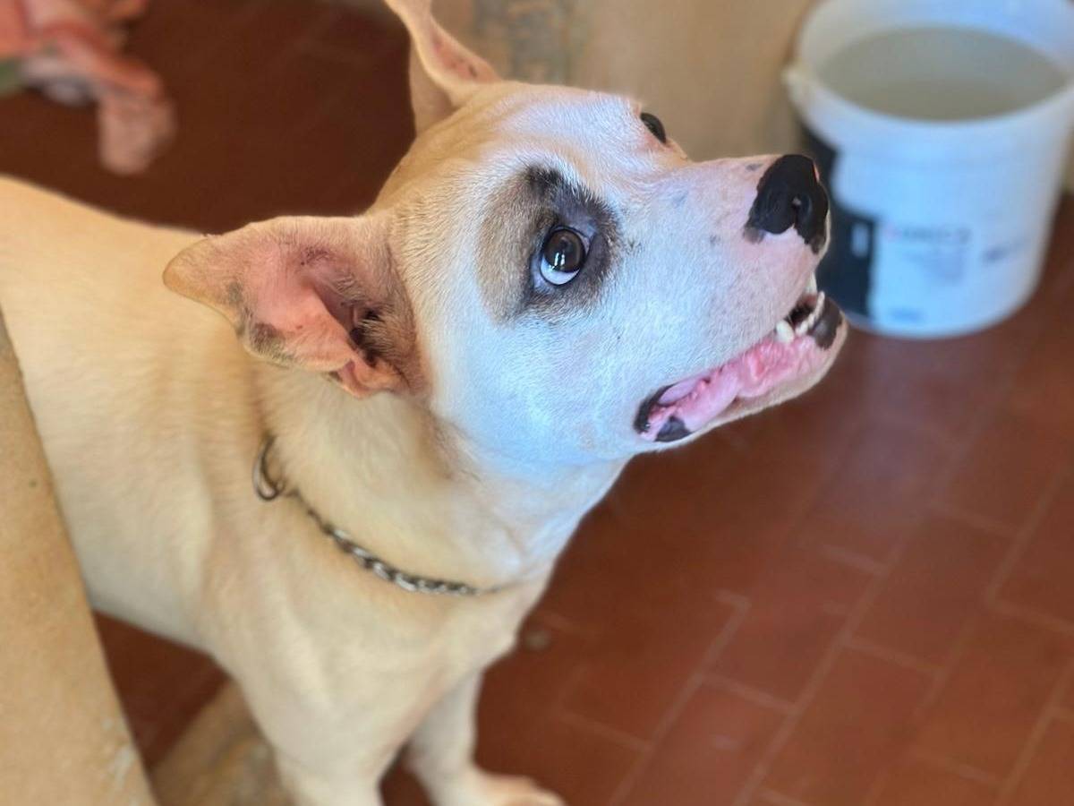 Adotta un cane, taglia media, maschio, Trapani