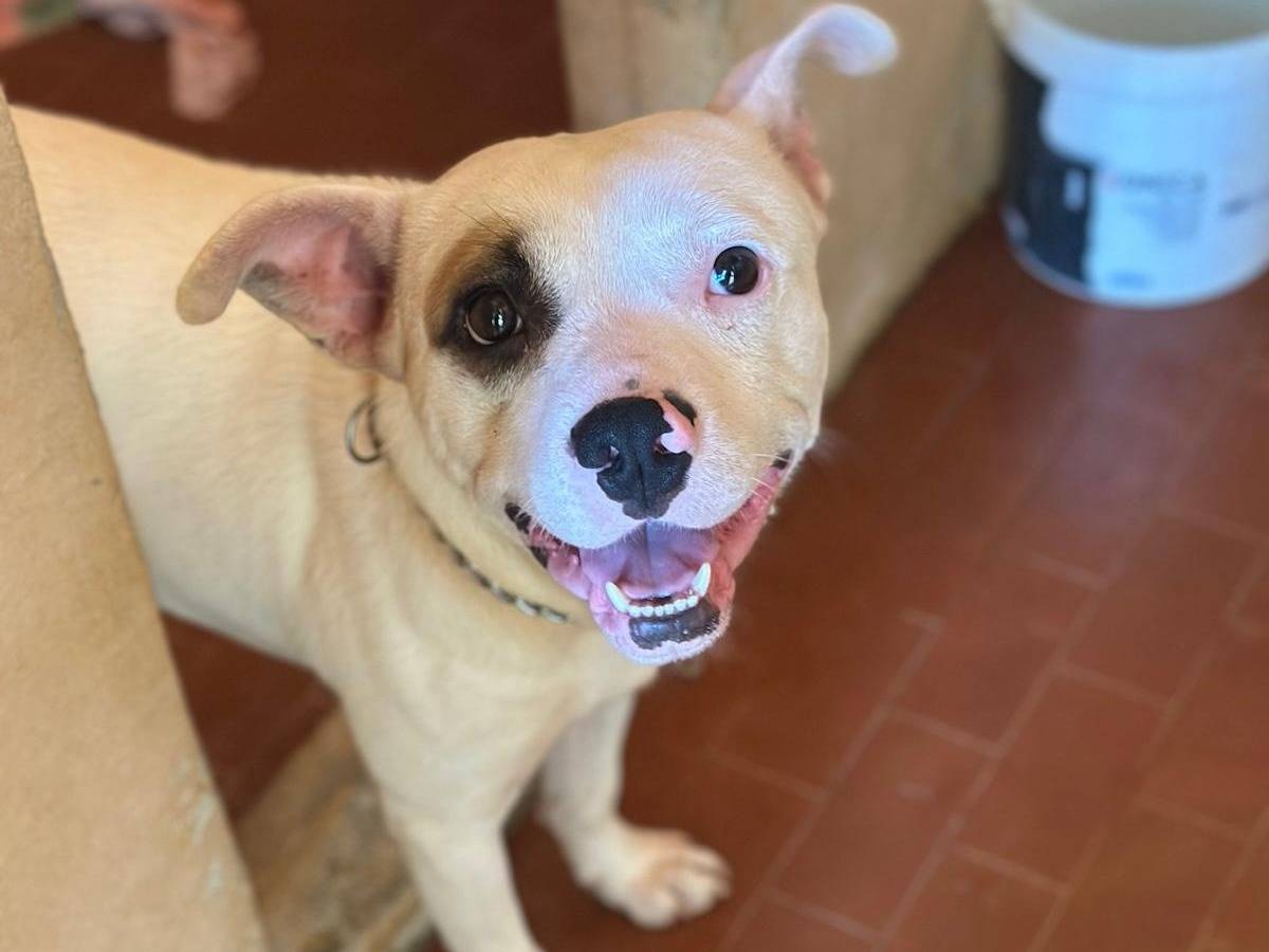 Vuoi adottare un cane a Trapani?