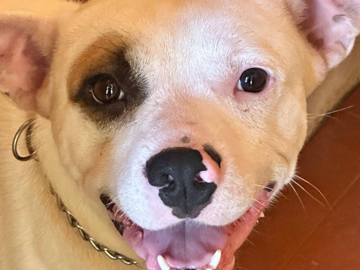Adotta il cane Leo a Trapani