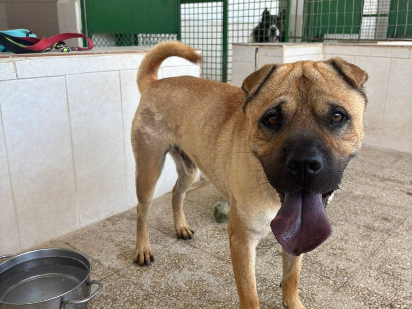 Adozione cane, maschio, Shar Pei Razza sconosciuta, 1 anno e 7 mesi, taglia media, Caserta