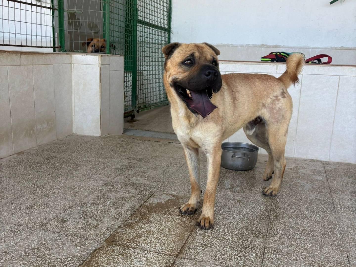 Adotta un cane, taglia media, maschio, Caserta