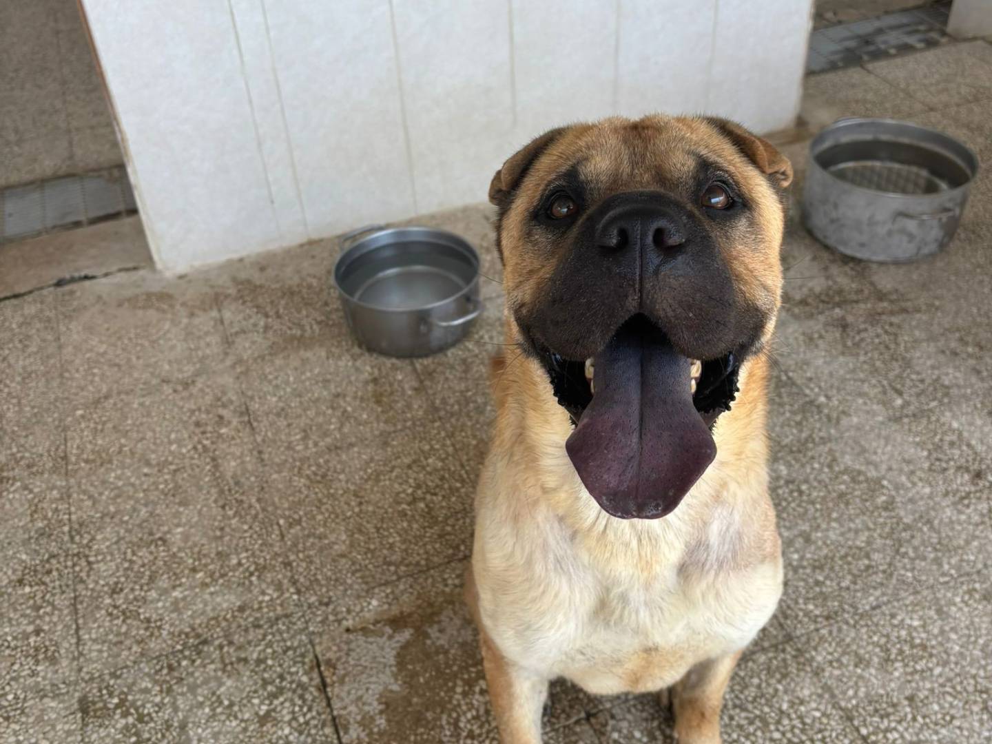 Vuoi adottare un cane a Caserta?