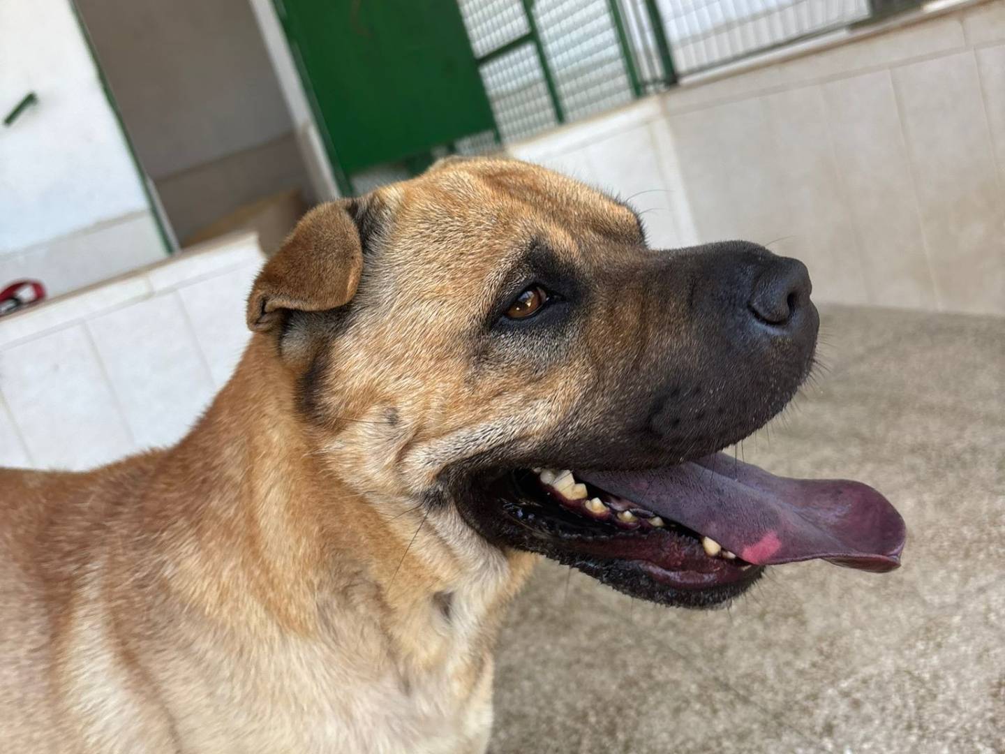 Adotta il cane MAX a Caserta