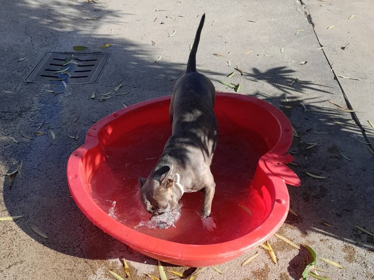 Vuoi adottare un cane a Milano?