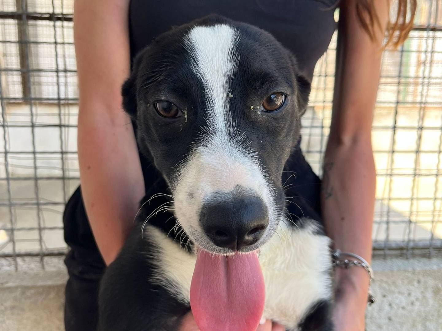 Adozione cane, femmina, Razza sconosciuta Razza sconosciuta, 5 mesi, taglia media contenuta, Caserta