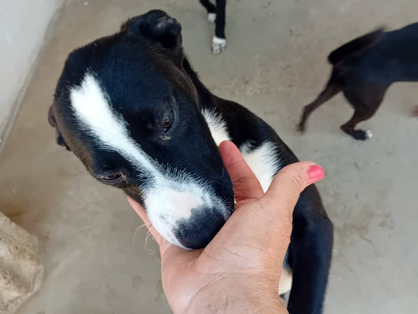 Adotta il cane MIELE a Caserta