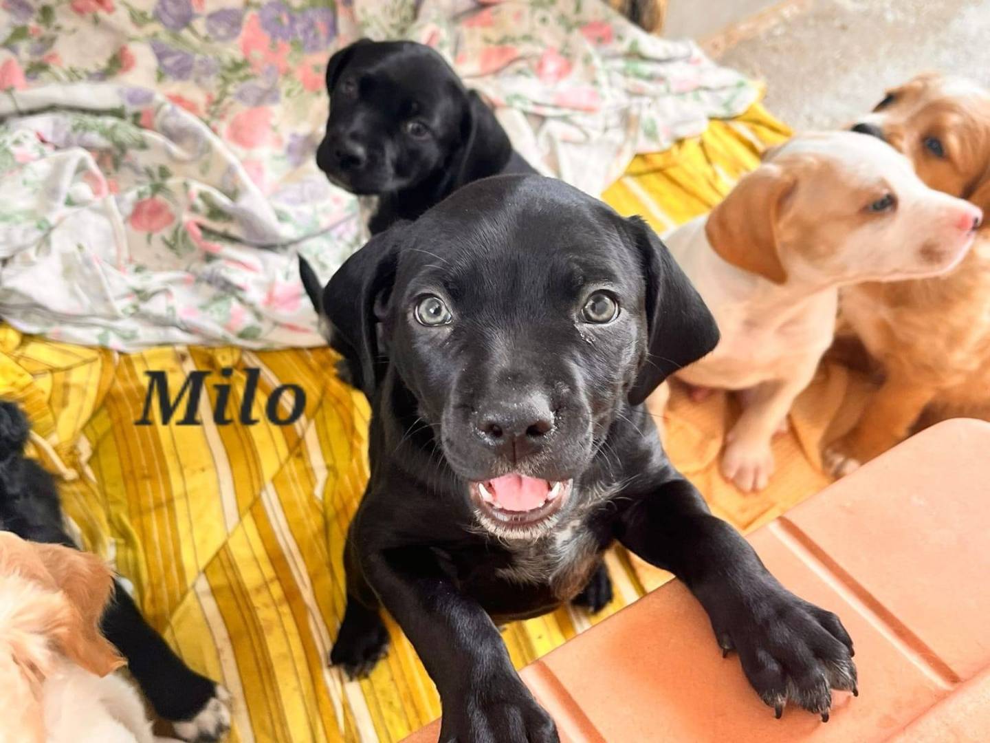 Adozione cane, maschio, Setter Inglese Razza sconosciuta, 3 mesi, taglia media contenuta, Caserta