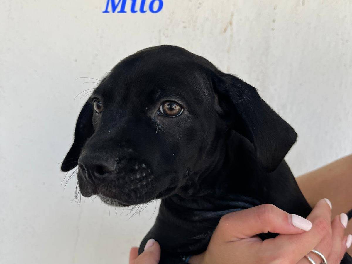 Adotta un cane, maschio, 3 mesi, Caserta