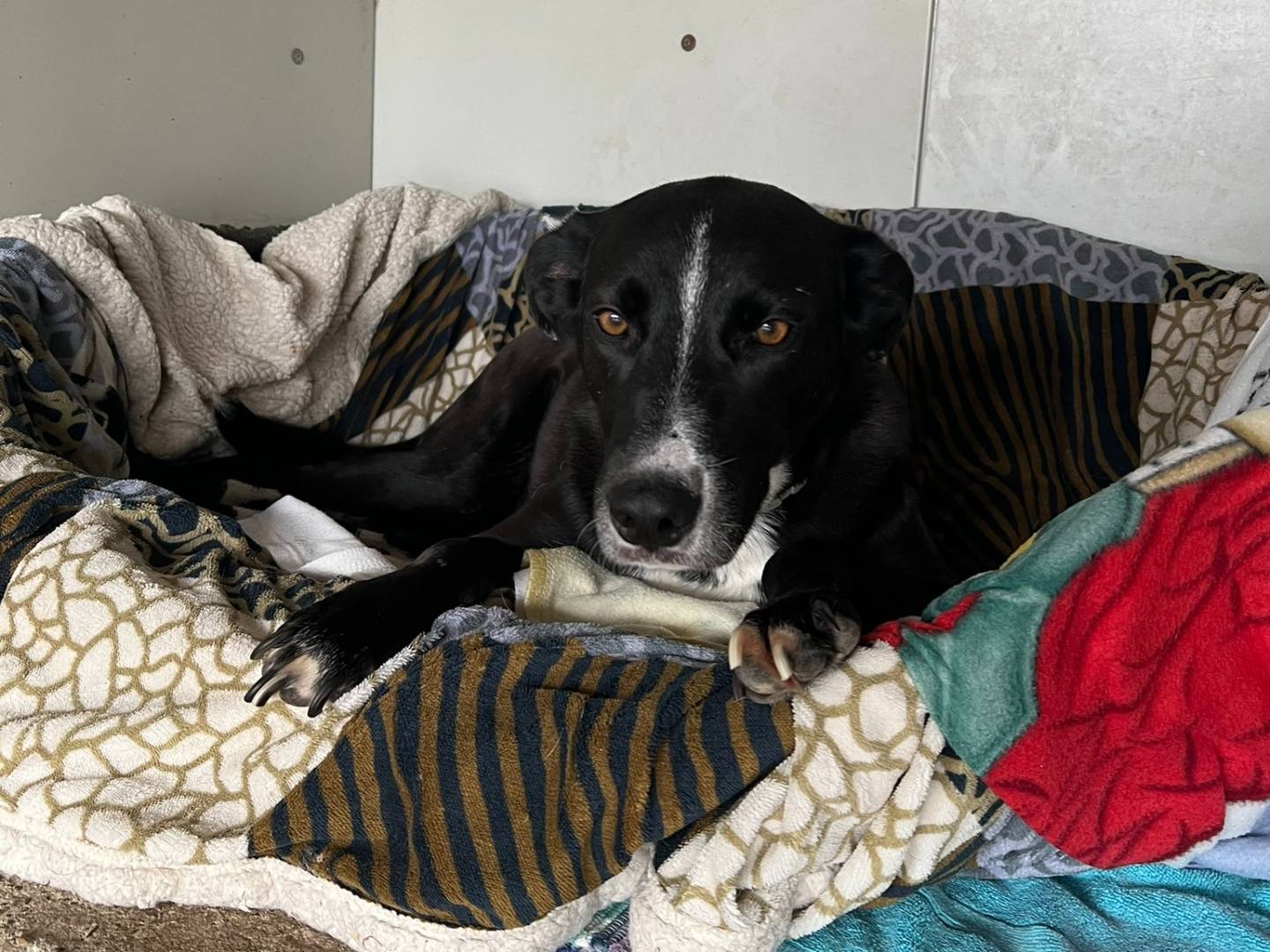 Adotta un cane, maschio, 6 anni e 5 mesi, Milano