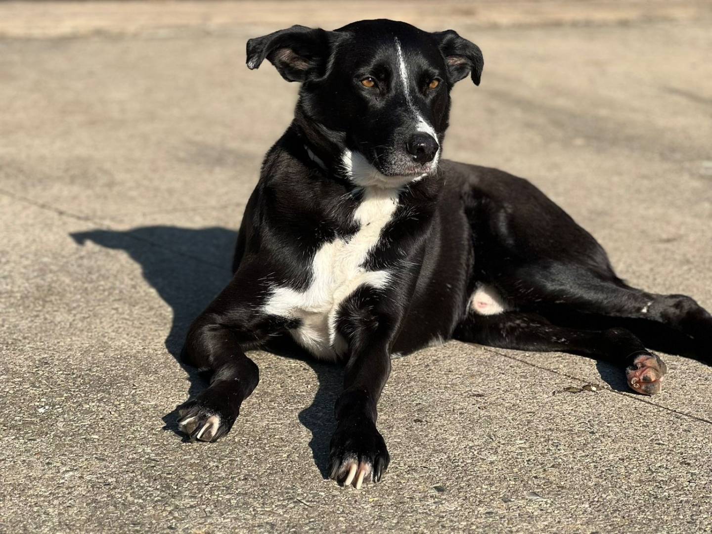 Adotta un cane, taglia grande, maschio, Milano