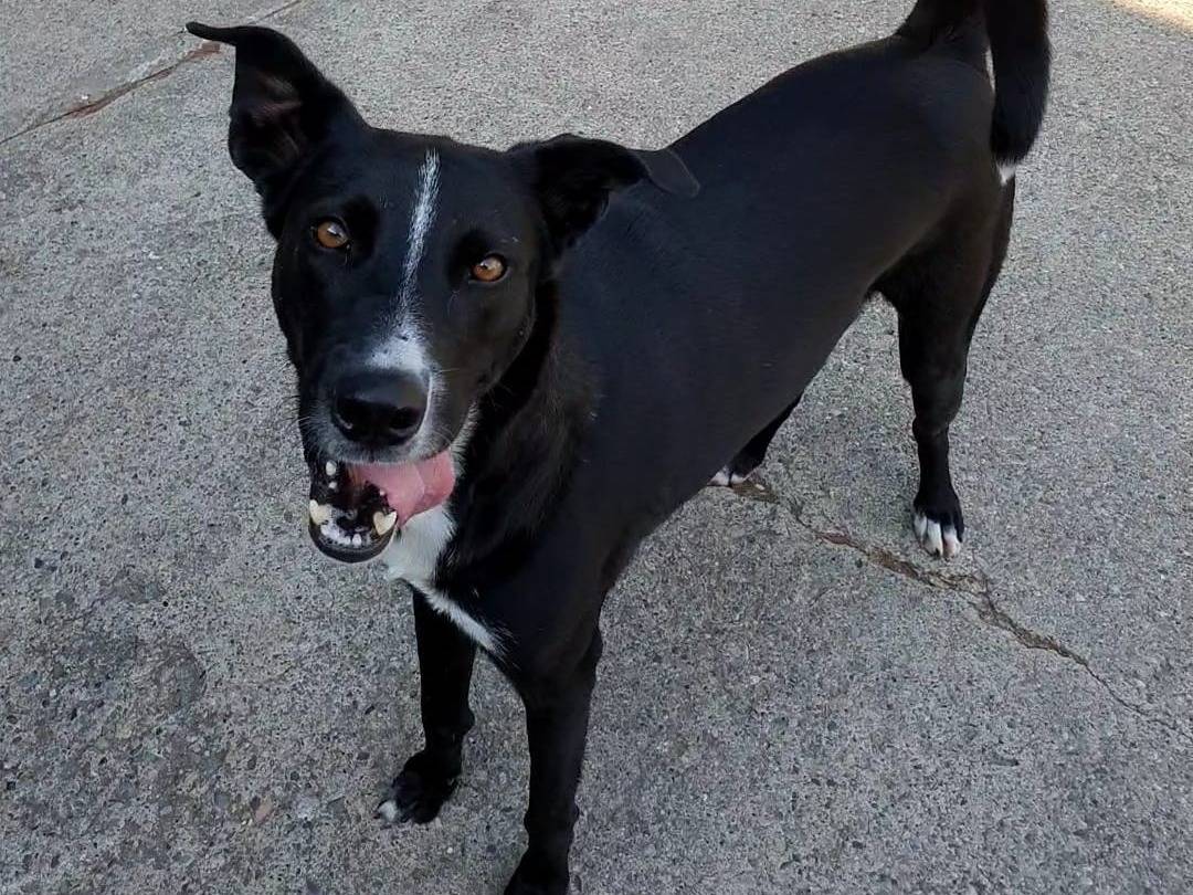 Adotta il cane Flipper a Milano
