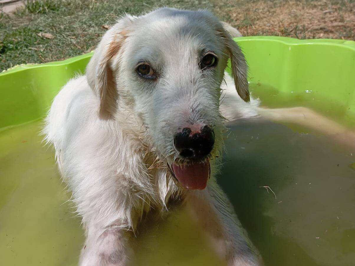 Adotta un cane, maschio, 4 mesi, Caserta