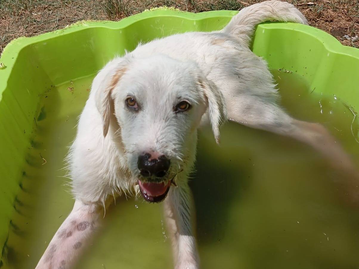 Vuoi adottare un cane a Caserta?