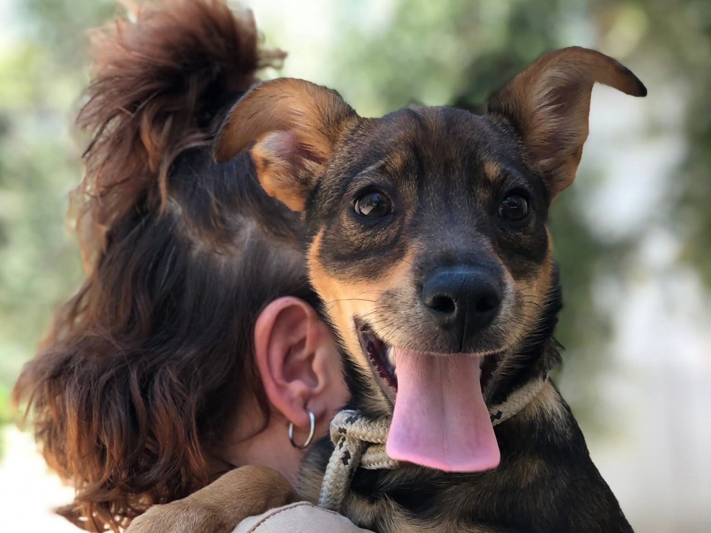 Vuoi adottare un cane a Latina?