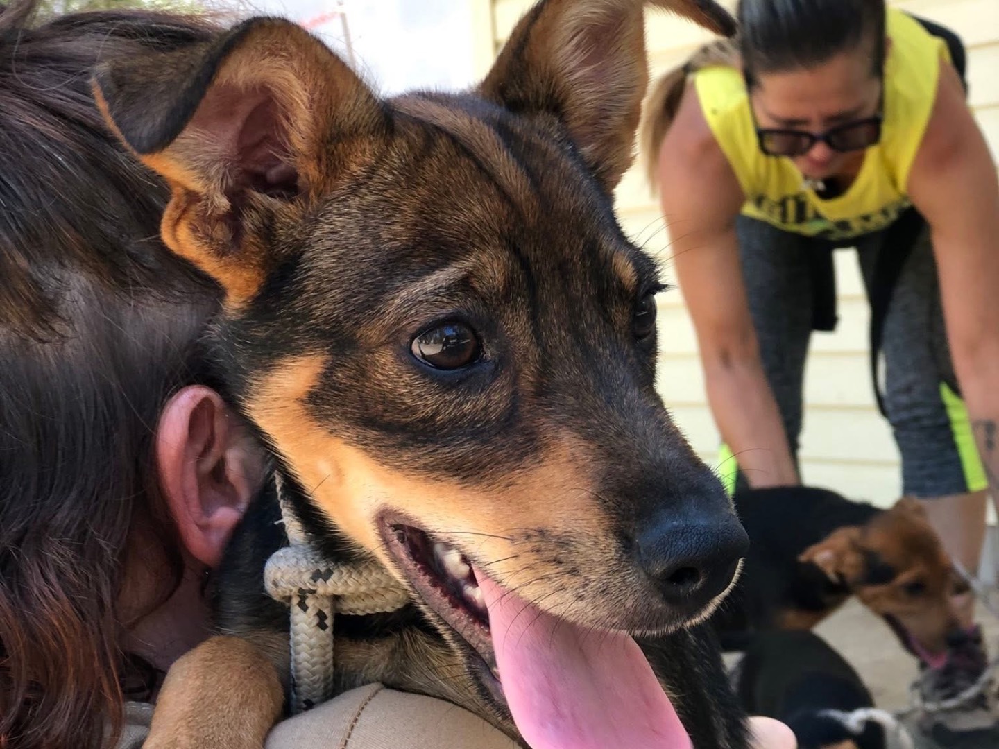 Adotta il cane Daiquiri a Latina