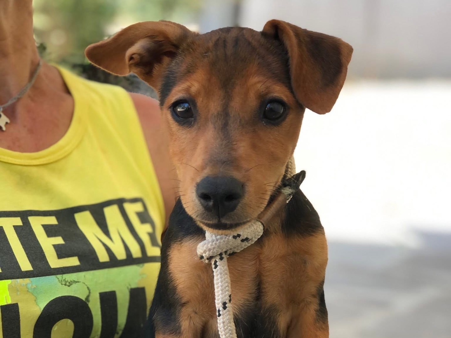 Adozione cane, femmina, Razza sconosciuta Razza sconosciuta, 4 mesi, taglia media contenuta, Latina