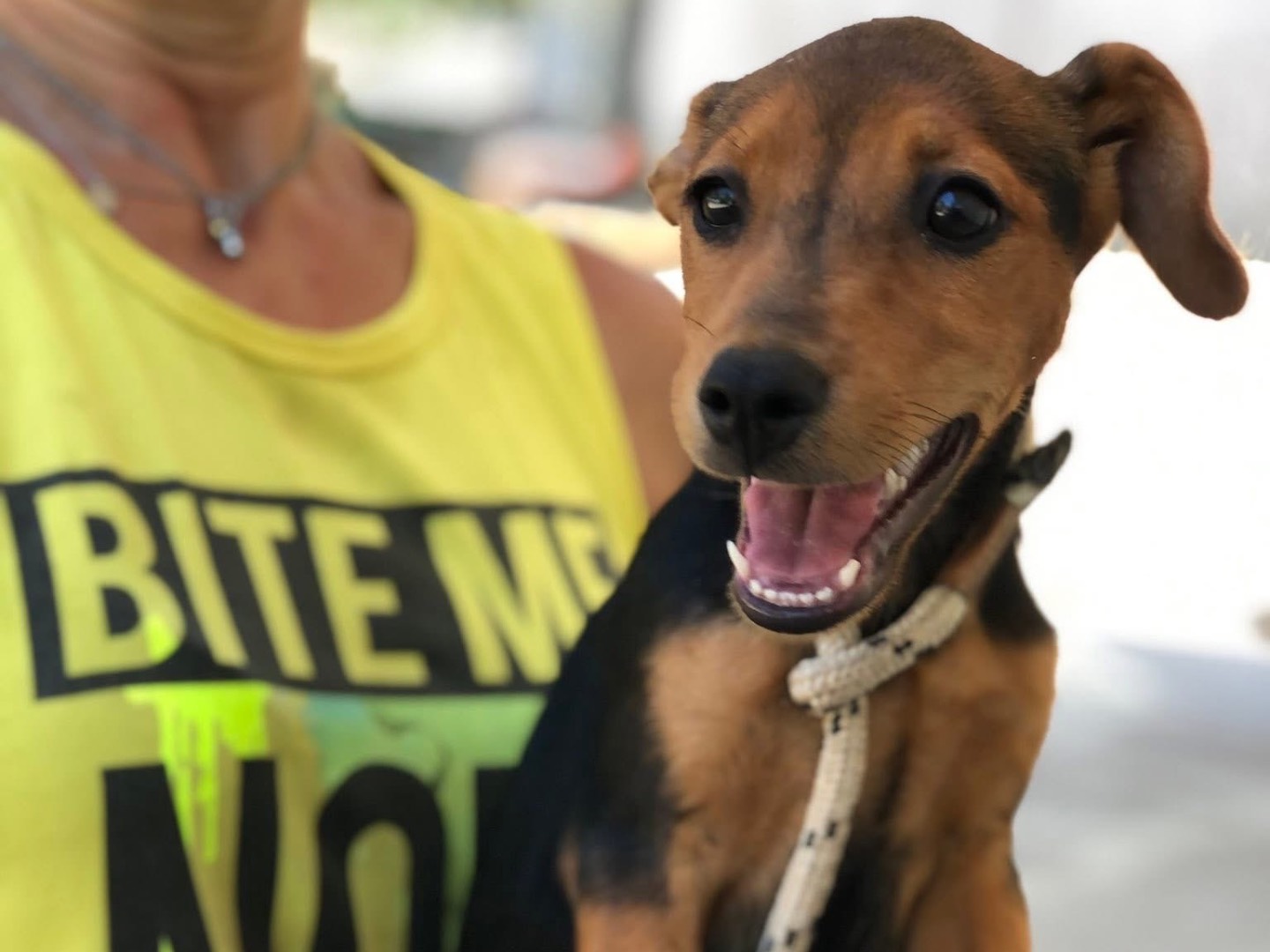 Adotta un cane, femmina, 4 mesi, Latina