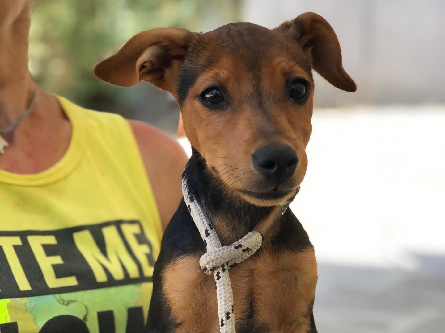 Adotta un cane, taglia media contenuta, femmina, Latina