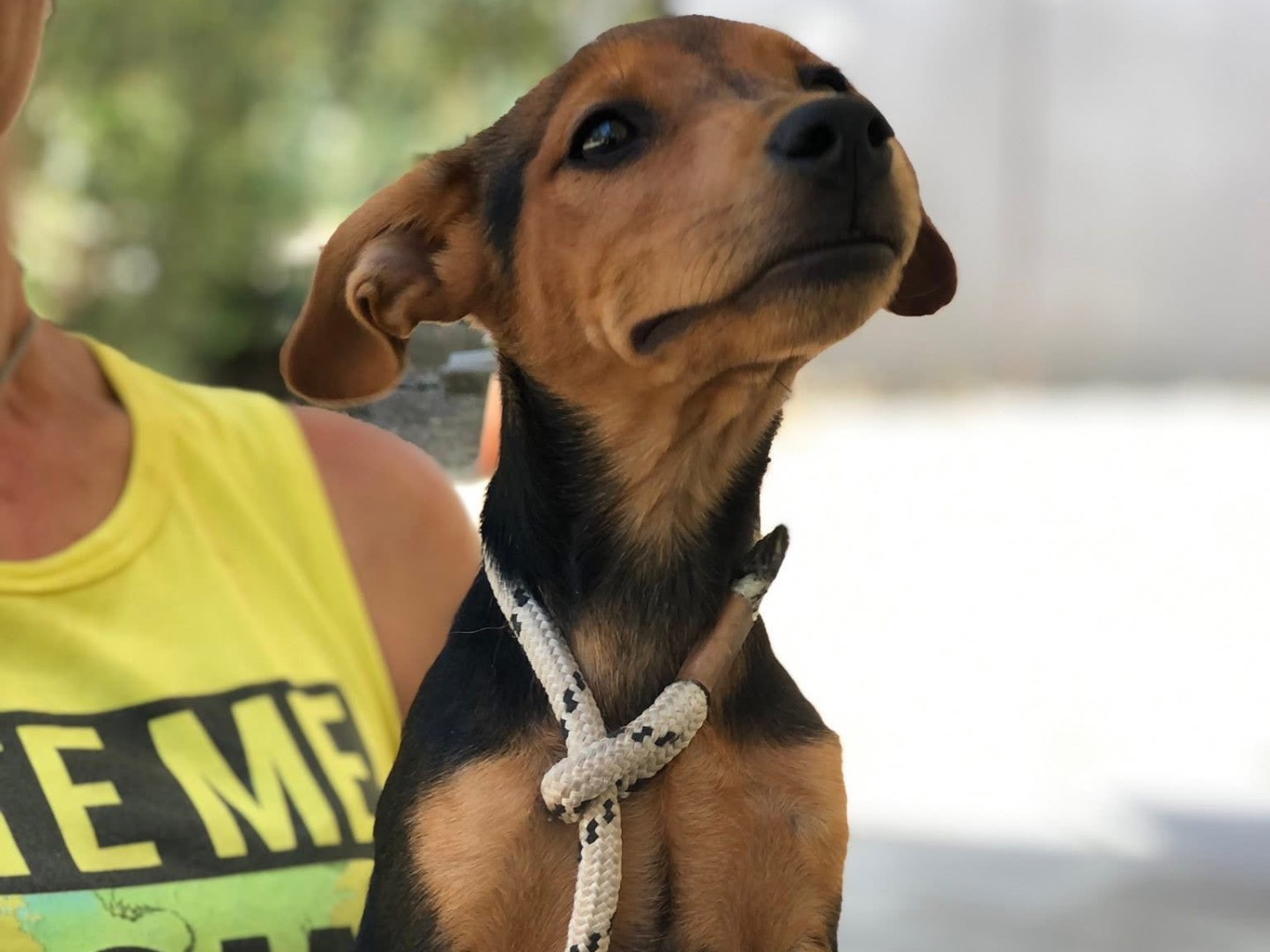 Vuoi adottare un cane a Latina?