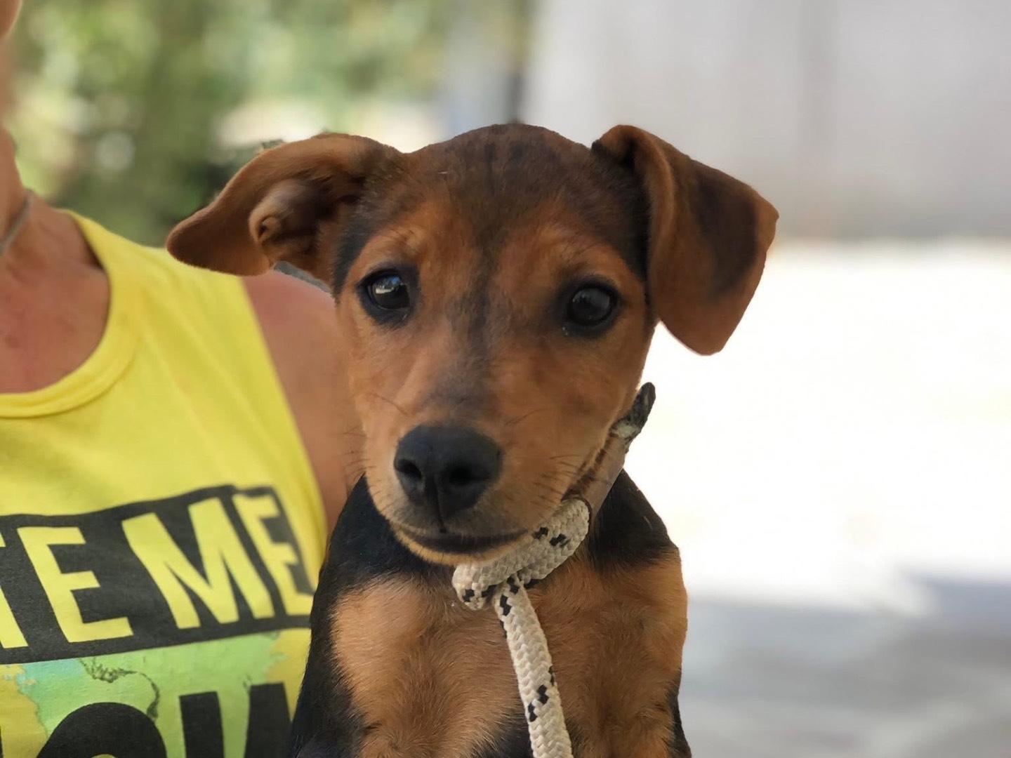 Adotta il cane Margarita a Latina
