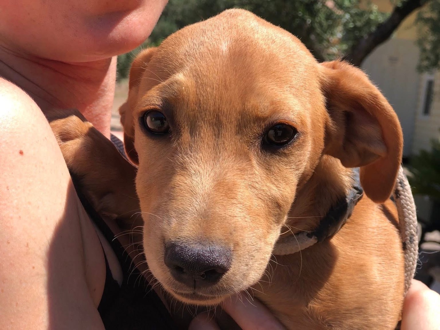 Adozione cane, maschio, Razza sconosciuta Razza sconosciuta, 4 mesi, taglia media contenuta, Latina