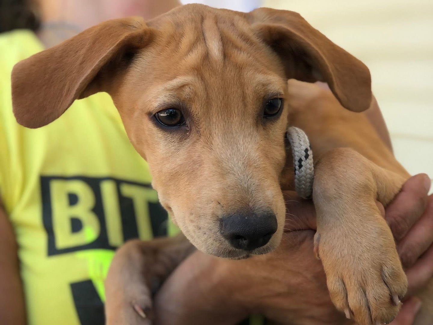 Adotta un cane, taglia media contenuta, maschio, Latina