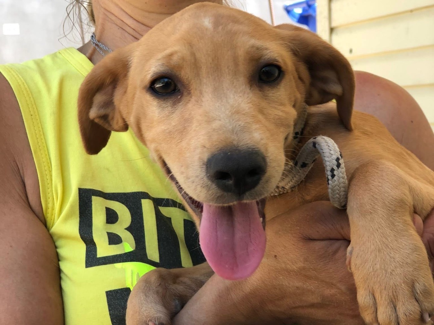 Adotta il cane Manhattan a Latina