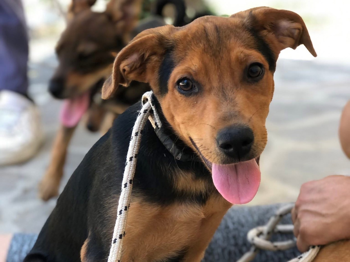 Adozione cane, maschio, Razza sconosciuta Razza sconosciuta, 4 mesi, taglia media contenuta, Latina