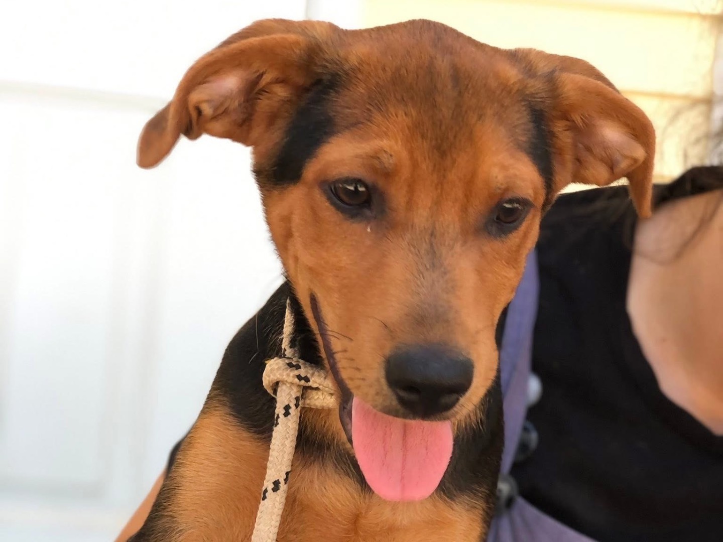 Adotta un cane, maschio, 4 mesi, Latina