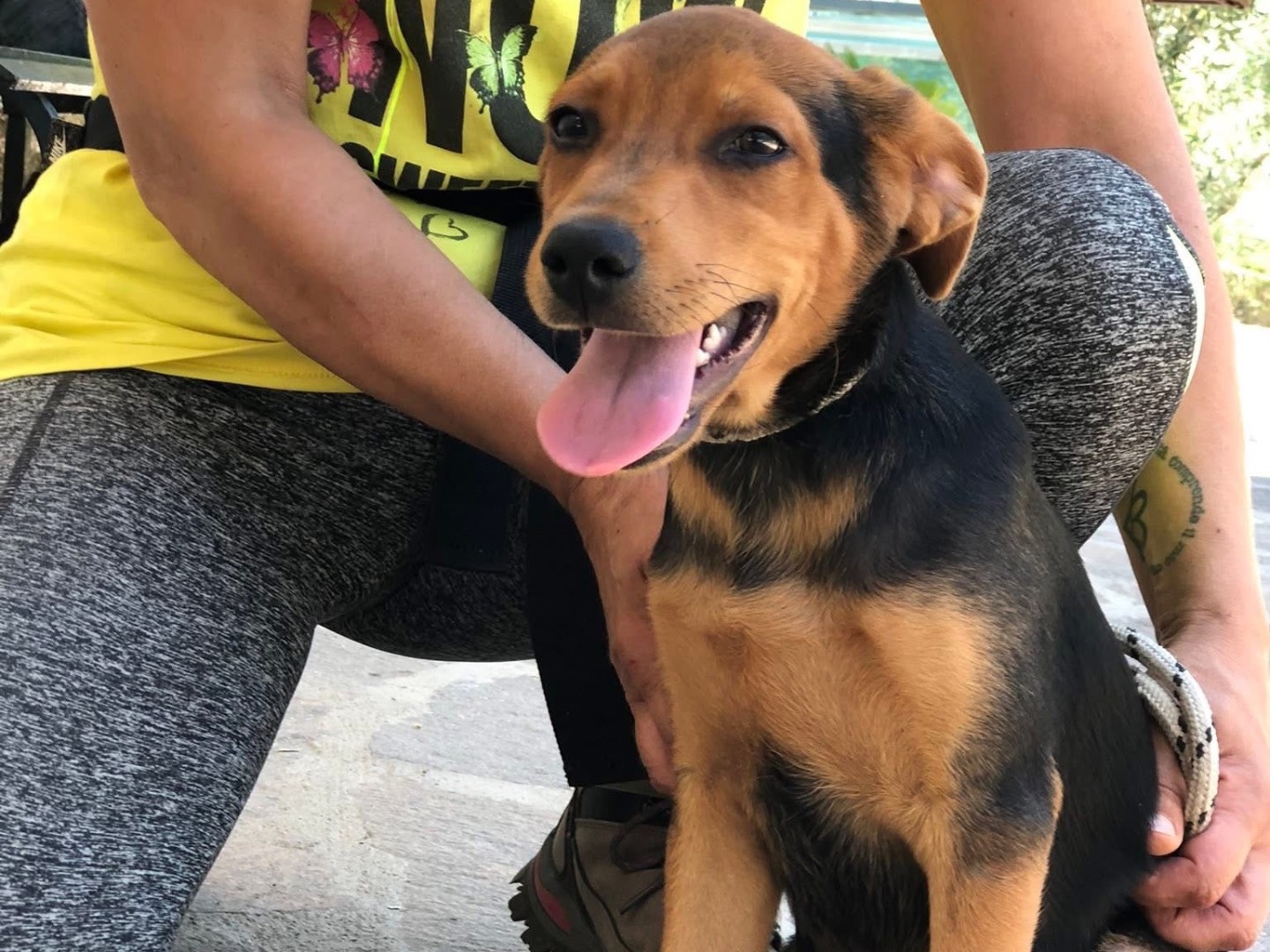 Adotta un cane, taglia media contenuta, maschio, Latina
