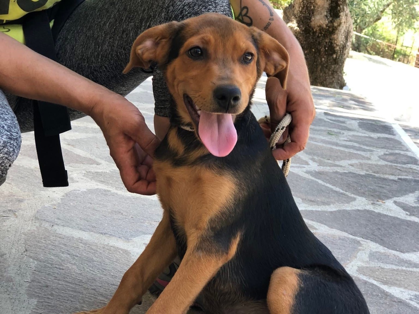Adotta il cane Spritz a Latina