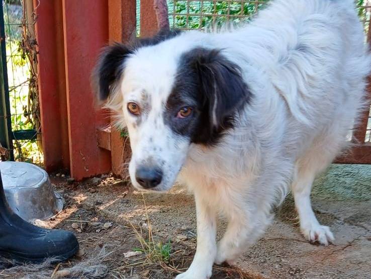 Adozione cane, femmina, Razza sconosciuta Razza sconosciuta, 3 anni e 6 mesi, taglia media contenuta, Isernia