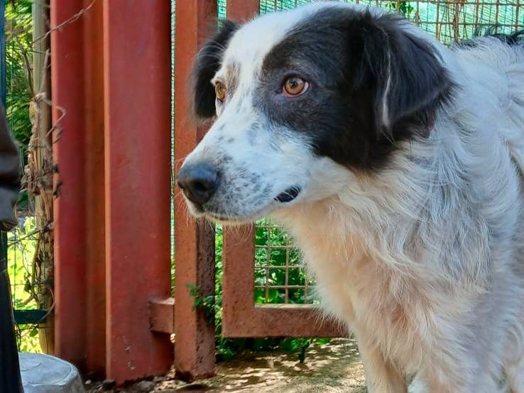 Adotta un cane, femmina, 3 anni e 6 mesi, Isernia